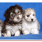 havanese-kiskutyak-