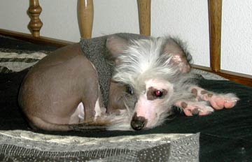 kinai meztelen kutya