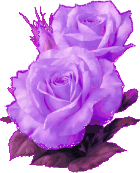 lila rózsám