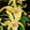 Orchidea5