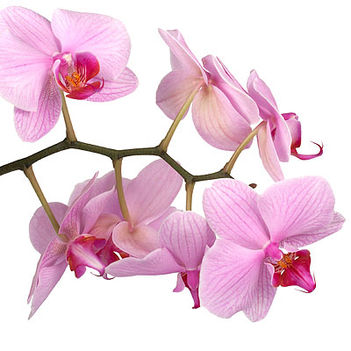 orchid_400x400