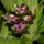 Orchidea-001_437544_17602_t