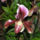Orchidea-003_437546_60091_t