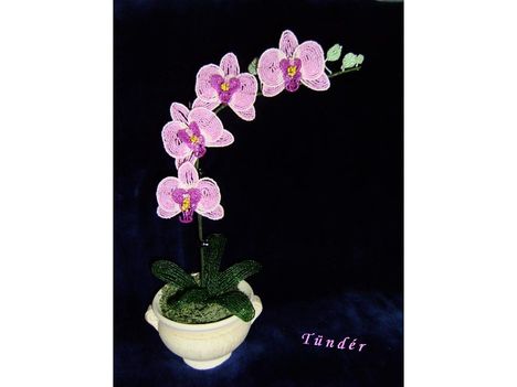 Rózsaszín Orchidea
