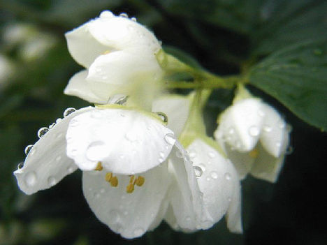 esőcseppes virágok 7