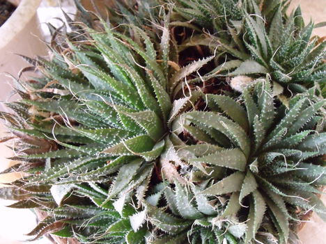 Aloe-aristata var.montana