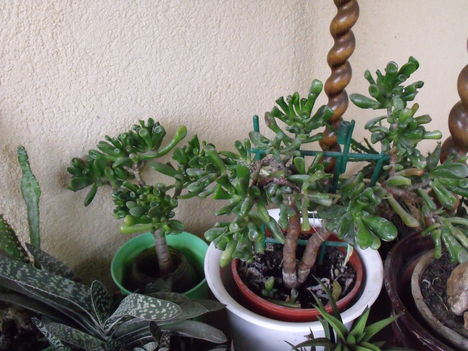 Crassula-portulacea f. monstrosa és Gasteria-liliputana /a kép bal sarkában lévő/