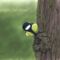 great-tit