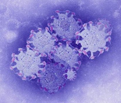 H1N1 Vírus 1