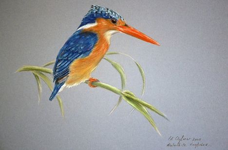 malachite-kingfisher