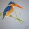 malachite-kingfisher