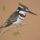 Piedkingfisher_439315_36737_t