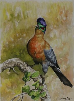 purple-crested-turaco