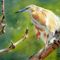 squacco-heron
