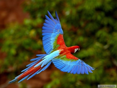 Ara papagáj Braziliában