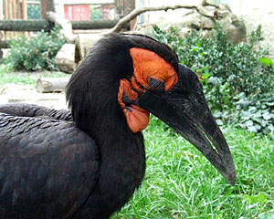 Budapest Zoo-madarak 5