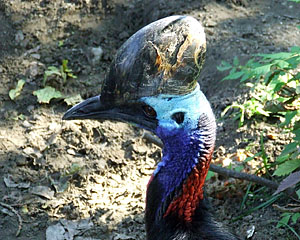 Budapest Zoo-madarak 6