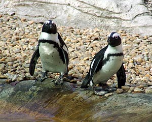 Budapest Zoo-pingvin