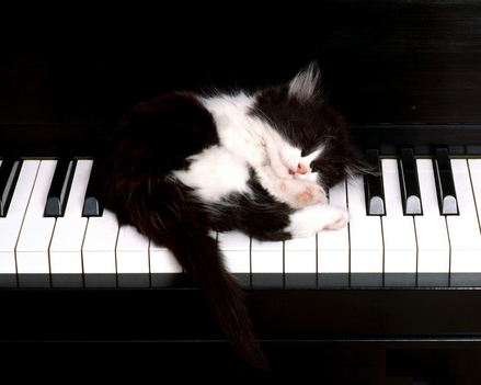 Cica a zongorán