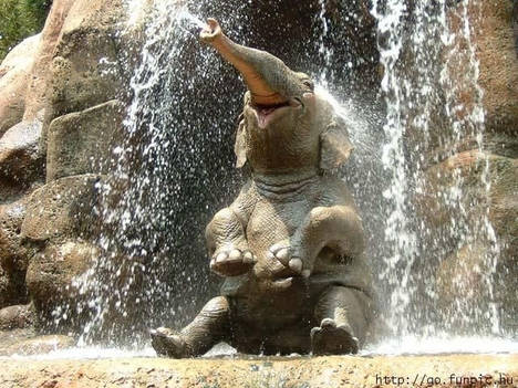 Elefánt fürdik