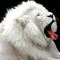 Fehér oroszlán