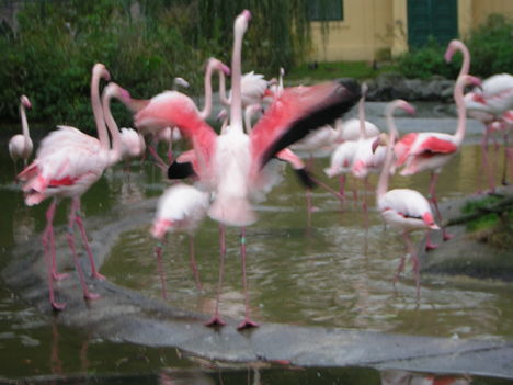 Flamingó tánc