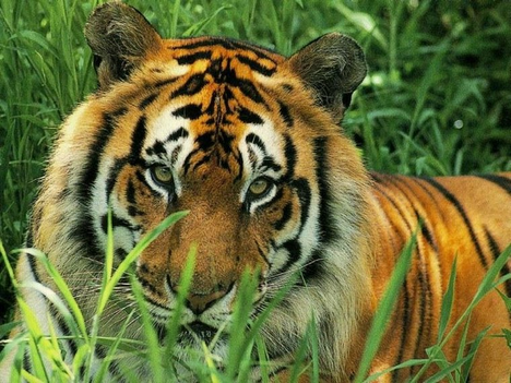 Tigris a fűben