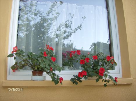 virágos ablak