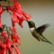 Vöröstorkú kolibri
