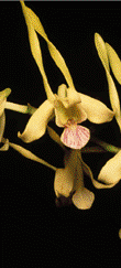 dendrobium_gif