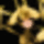 Dendrobium_gif_441834_59780_t