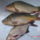 Dsc02441_441736_18221_t