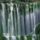 Iguazuvizeses_argentina_441932_10354_t