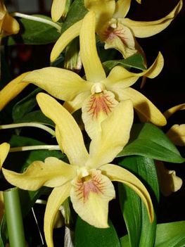 Orchidea5