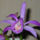 Orhidea-001_441194_97860_t