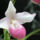 Orhidea-003_441196_52634_t