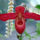 Orhidea-004_441197_99776_t