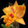 Orhidea-008_441202_91527_t