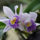 Orhidea-009_441199_89300_t