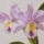Orhidea_441193_86088_t