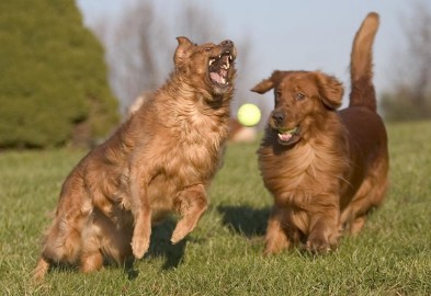 Teniszező kutyók !