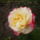 Rozsa-003_443215_35105_t
