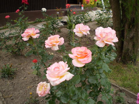 rózsák