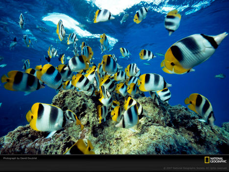 Butterfly Fish In French Polynesia
