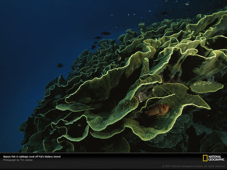 Cabbage Coral, Kadavu Island, Fiji, 2004