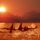Killer_whales_444585_73086_t