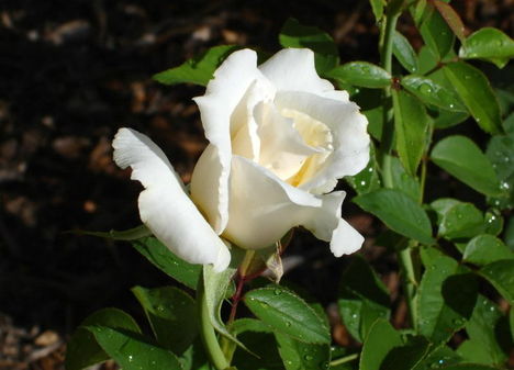 Rózsák 4