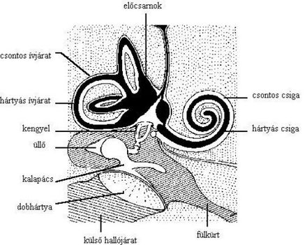 Fül anatómiája
