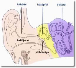 fül anatómiája