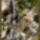 Harmonia_szepseg_a_termeszetben_10-001_445421_49203_t